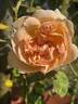Cressida rose photo
