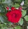 Glad Tidings rose photo