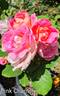 Pink Chantilly rose photo