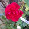 Rose Clos Vougeot rose photo