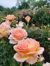 Day Breaker ™ rose photo