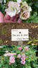 See You in Pink ® rose photo