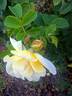 Yellow Dagmar Hastrup rose photo