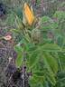 Yellow Dagmar Hastrup rose photo