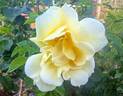 Yellow Dagmar Hastrup rose photo