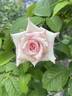 Moonstone ™ rose photo