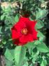 Altissimo rose photo
