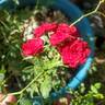 Red Cascade rose photo