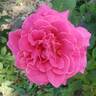 Perfume Delight rose photo