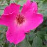 Perfume Delight rose photo