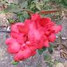 Dolly Parton rose photo
