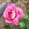 Baronne Edmond de Rothschild ® rose photo