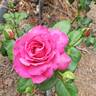 Baronne Edmond de Rothschild ® rose photo