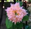 King Arthur ® rose photo