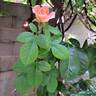 King Arthur ® rose photo