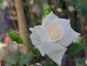 Aspirin ® Rose rose photo