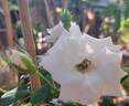 Aspirin ® Rose rose photo