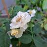 Blue Eyes rose photo