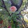Pink Paradise rose photo