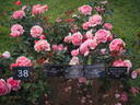 14.15264.07 rose photo