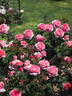 14.15264.07 rose photo
