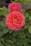 Posh Life rose photo