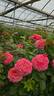 Posh Life rose photo