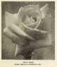 Dean Hole rose photo