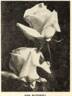 Madame Butterfly rose photo