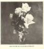 Souvenir de Claudius Pernet rose photo