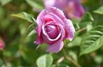 Spirit of Freedom rose photo