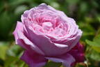 Spirit of Freedom rose photo