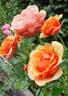 Orange Sunrise rose photo
