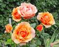 Orange Sunrise rose photo