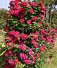 Lovestruck rose photo