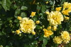 Sparkle rose photo