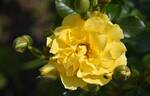 Sparkle rose photo