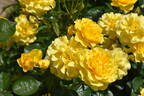 Sparkle rose photo