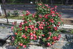Fourth of July rose photo