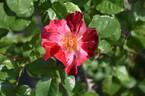 Fourth of July rose photo