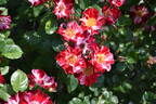 Fourth of July rose photo