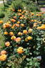 Good as Gold rose photo