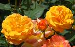 Good as Gold rose photo