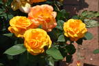 Good as Gold rose photo