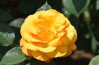 Good as Gold rose photo