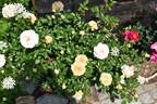Sangerhausen Jubilee rose photo