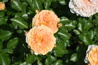Sangerhausen Jubilee rose photo