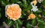 Sangerhausen Jubilee rose photo