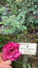 Foxi rose photo