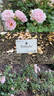 Ballade ® rose photo